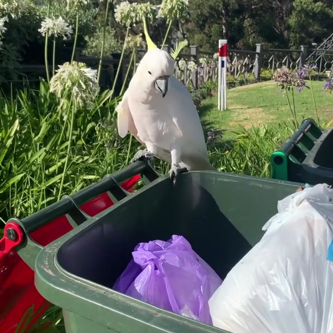 Bin M8 Stainless Steel - Keep Wheelie Bin Lids Closed. Australian Made ...