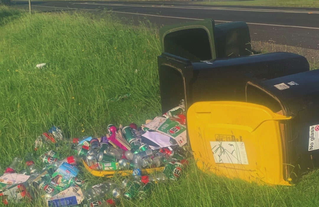 Load video: A Cockatoo sitting on an open wheelie bin, opening the garbage bags inside and making a mess.