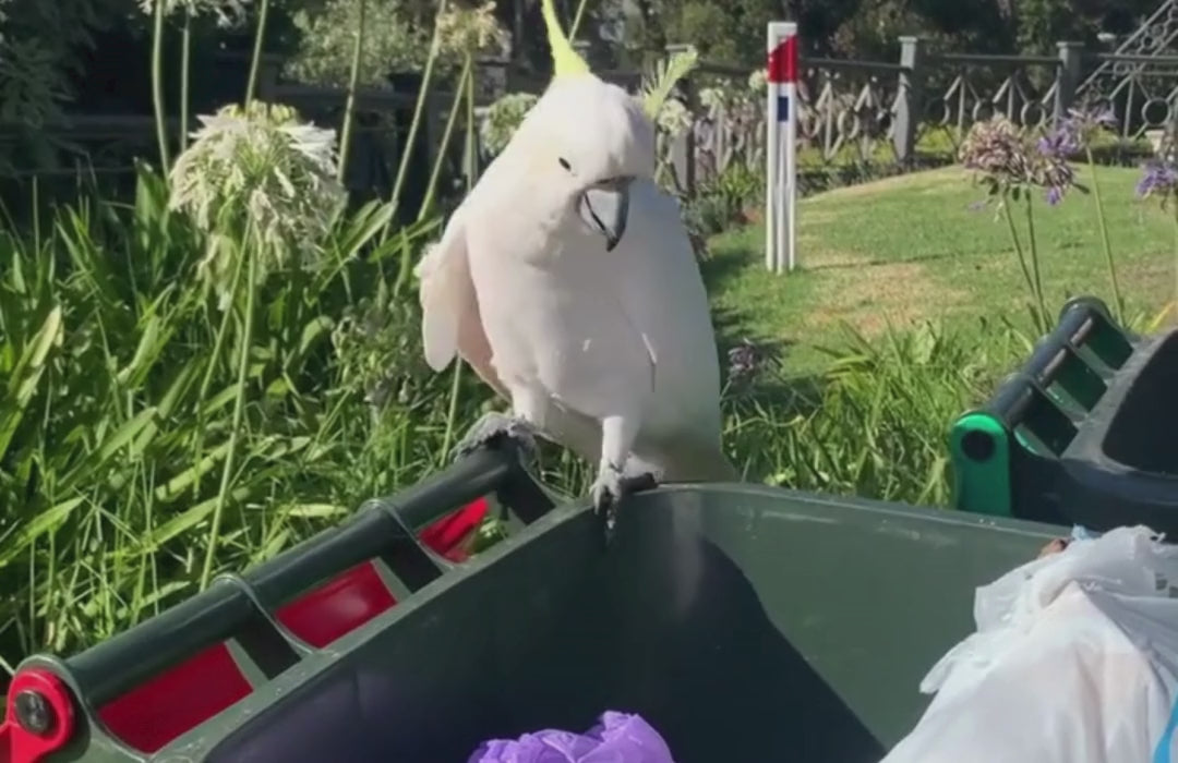 Load video: A Cockatoo sitting on an open wheelie bin, opening the garbage bags inside and making a mess.